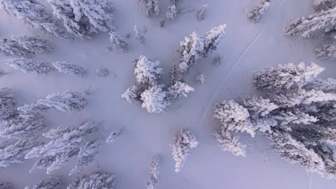Snow Covered Pine Tree Forest Arctic Winter Landscape Aerial Top Down Vidéo 331603737