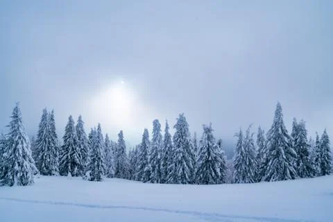 Snow-covered pine tree forest in winter; beautiful snow scenery Stock Photos