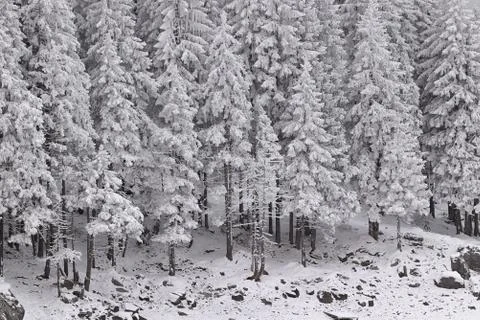 Snow covered pine tree forest in nature after snow storm 库存照片