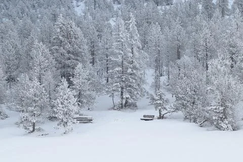 Snow covered pine tree forest in nature after snow storm Fotos de archivo