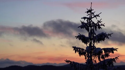 Snow covered pine tree, golden sunset close up. 4K, 25p Vídeos de archivo 83394666