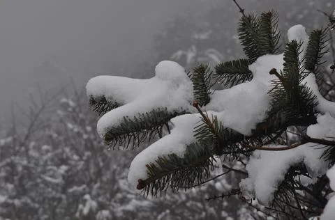 Snow covered pine tree green leaves Stock Photos