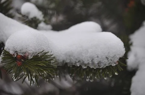 Snow covered pine tree green leaves Stock Photos