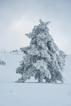 Snow covered pine tree on mountain Ai-Petri after blizzard. Crimea Stock Photos