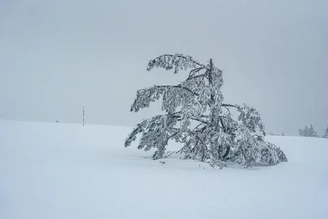 Snow covered pine tree on mountain Ai-Petri after blizzard. Crimea Stock Photos