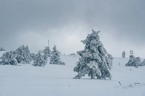 Snow covered pine tree on mountain Ai-Petri after blizzard. Crimea Stock Photos