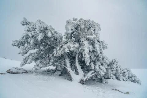 Snow covered pine tree on mountain Ai-Petri after blizzard. Crimea Foto stock