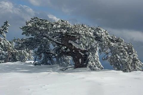 Snow covered pine tree on mountain Ai-Petri after blizzard. Crimea Stock Photos