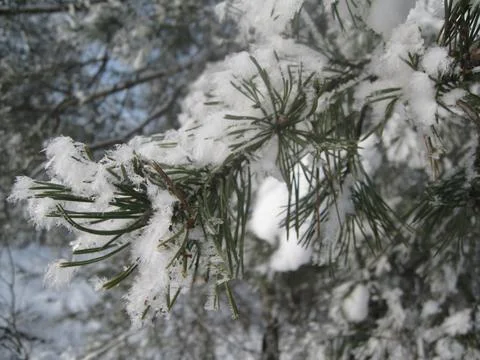 Snow covered pine tree Stock Photos