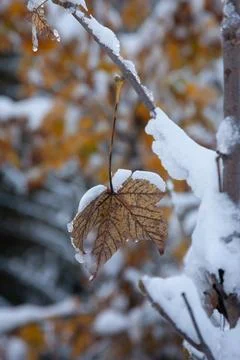 Snow covered pine tree Stock Photos