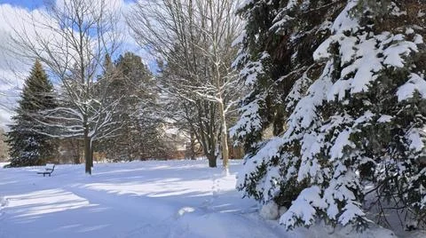 Snow-covered pine tree in the public park with deep snow in the park and park Stock Photos