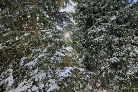 Snow-covered pine tree in the public park with lens flare. Backgrounds photo Stock Photos