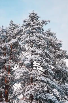 Snow Covered Pine Tree Rising in the Air Stock Photos