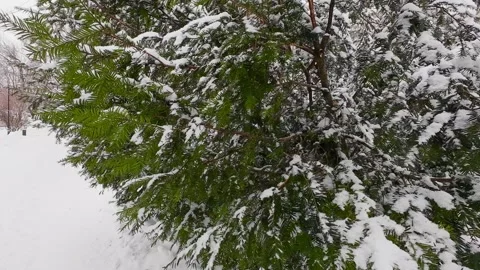 Snow-covered pine tree in a serene winter park.  Stock Footage 328721209