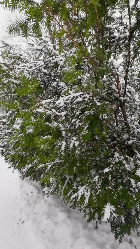Snow-covered pine tree in a serene winter park.  Stock-Footage 328721312