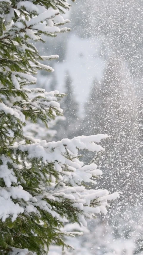 Snow-covered pine tree in snowy forest. Snow is falling heavily Video stock 293690256