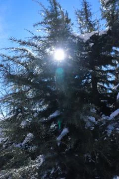 Snow-covered pine tree with the sun in the background Fotos de archivo