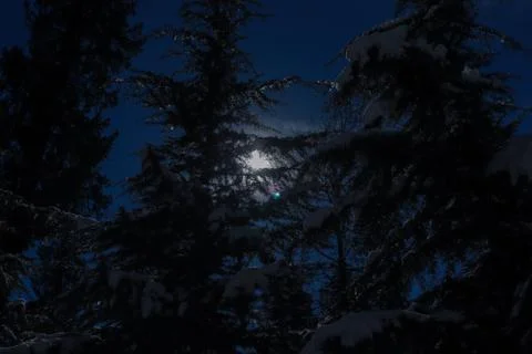 Snow-covered pine tree with the sun in the background Fotos de archivo