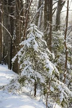 Snow Covered Pine Tree in Sunlit Winter Forest Stock Photos