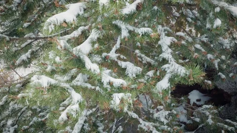 Snow Covered Pine Tree Swaying in the Wind Stock Footage 90870272