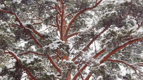 Snow-covered pine tree with textured bark and heavy branches Stock Footage 331989007