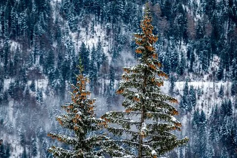Snow covered pine tree. Tranquil scene in winter. Les pleiades, Switzerland. Stock Photos