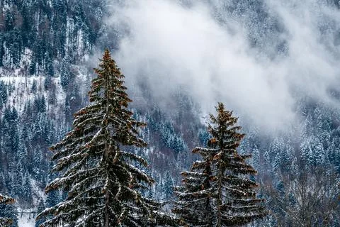 Snow covered pine tree. Tranquil scene in winter. Les pleiades, Switzerland. Stock Photos