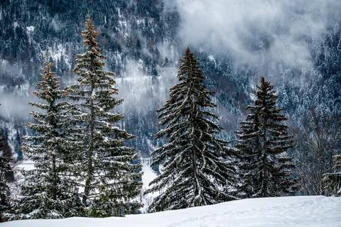 Snow covered pine tree. Tranquil scene in winter. Les pleiades, Switzerland. Stock Photos