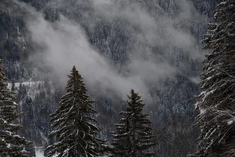 Snow covered pine tree. Tranquil scene in winter. Les pleiades, Switzerland. Stock Photos