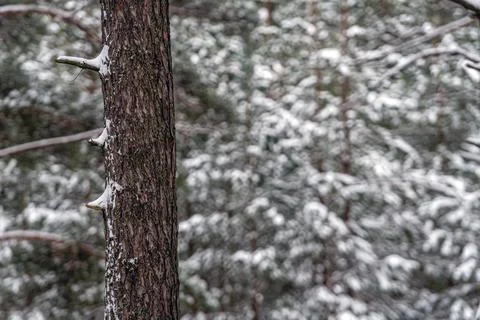 Snow covered pine tree trunks in pine forest Stock Photos