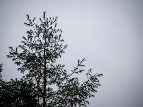Snow-covered pine tree under a cloudy sky Foto stock