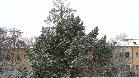 Snow-Covered Pine Tree in Urban Residential Area During Winter Stock Footage 325739363