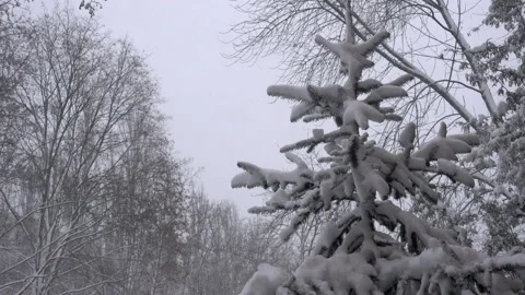 Snow covered pine tree in the wind in 4K. Stock Footage 134567180