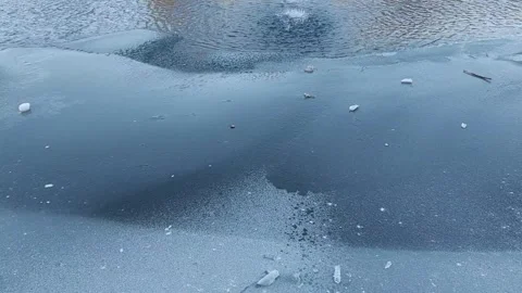 Snow covered pine tree on the wind close up. Winter nature video Stock Footage 300850226