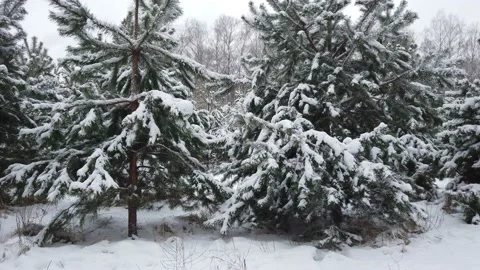 Snow covered pine tree in winter forest Stock Footage 146032082