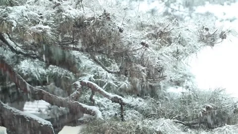 Snow covered pine tree in winter Video stock 310156717