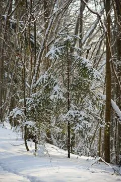 Snow Covered Pine Tree in Winter Forest Sunlight Stock Photos