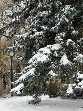 Snow-covered pine tree in a winter forest scene Stock Photos