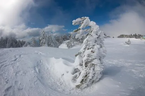 Snow-Covered Pine Tree in a Winter Mountain Landscape Stock Photos