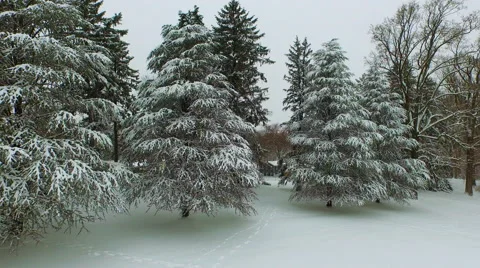 Snow covered pine trees, Aerial Stock Footage 53342774