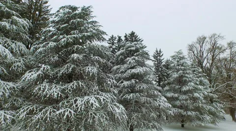 Snow covered pine trees, Aerial Stock-Footage 53343251
