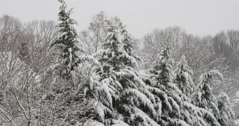 Snow covered pine trees after mass of snowstorm snowing winter Stock Footage 232445238