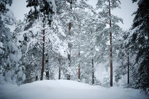 Snow covered pine trees after fresh snowfall Foto stock