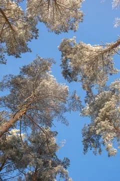 Snow-covered pine trees against a blue sky Stock Photos