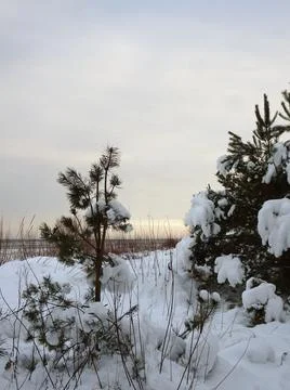 Snow covered pine trees and a bench in the forest by the winter sea, selectiv Stock Photos