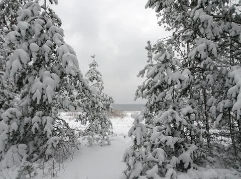 Snow covered pine trees and a bench in the forest by the winter sea, selective Stock Photos