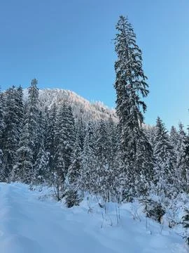 Snow covered pine trees and mountain peak under blue sky Stockfoto's