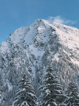 Snow covered pine trees and mountain peak under blue sky Stock Photos