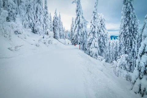 Snow covered pine trees and narrow ski track Stock Photos