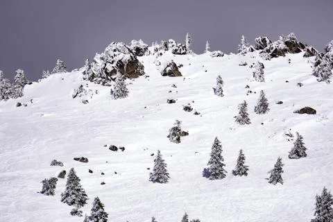 Snow covered pine trees on the background of mountain peaks. Panoramic view o Stock Photos